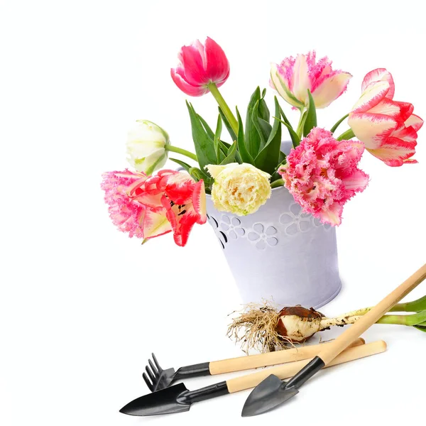 郁金香花束和园艺工具隔离在白色背景下 文件的自由篇幅 — 图库照片