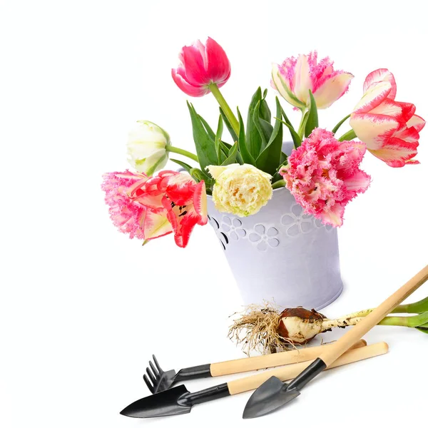 Tulpen Boeket Tuingereedschap Geïsoleerd Witte Achtergrond Vrije Ruimte Voor Tekst — Stockfoto