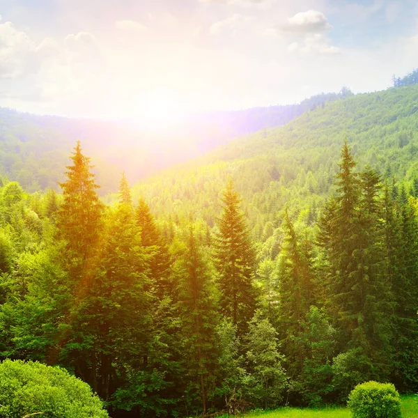 Beau Paysage Montagne Lever Soleil Sur Les Forêts Conifères Concept — Photo