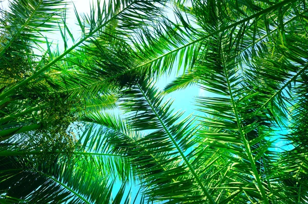 蓝天背景上的绿色棕榈或椰子树叶子 — 图库照片