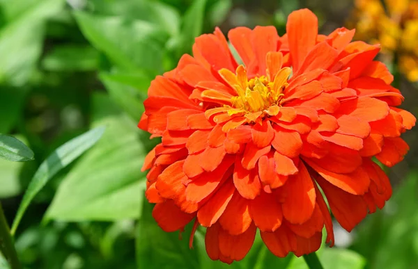 Beautiful Blossomed Red Zinnia Elegans Flower Green Leaves Garden — Stock Photo, Image