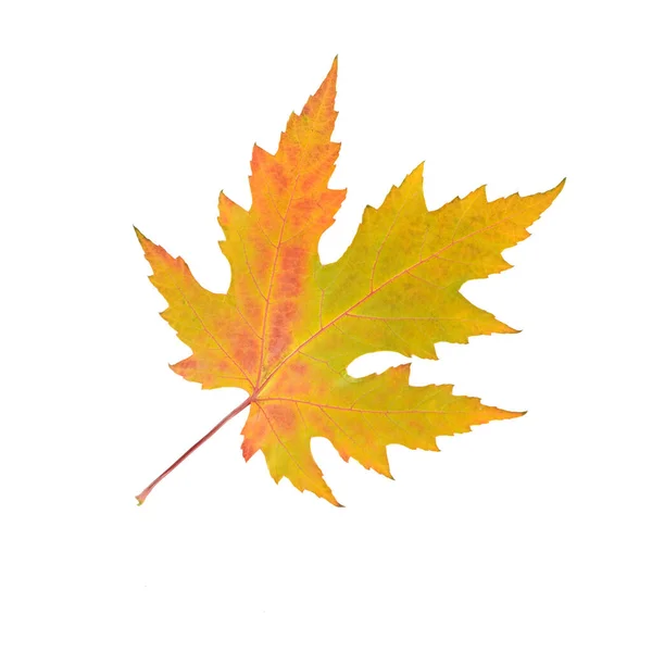 Осенний Кленовый Лист Выделен Белом Фоне — стоковое фото