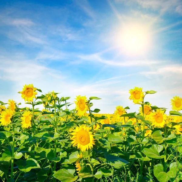 Lente Landschap Veld Van Prachtige Gouden Zonnebloemen Zon Blauwe Hemel — Stockfoto