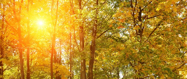 Krásný Podzimní Park Žlutými Stromy Slunci Široká Fotka — Stock fotografie