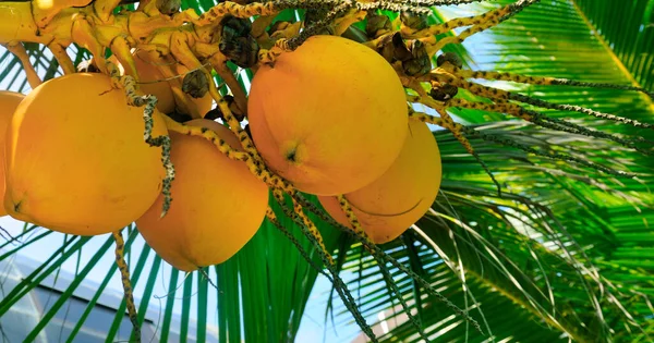 Palmeira Tropical Com Coco Amarelo Contra Céu Azul Viaje Para — Fotografia de Stock