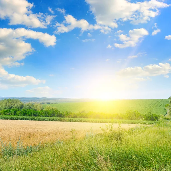 Pšeničné Pole Modrá Obloha Sluncem — Stock fotografie