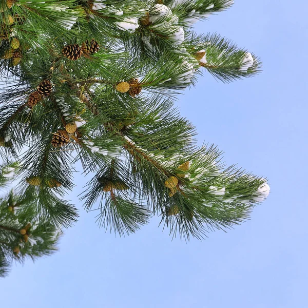 Pine Branch Cones Snow Blue Sky — Stock Photo, Image