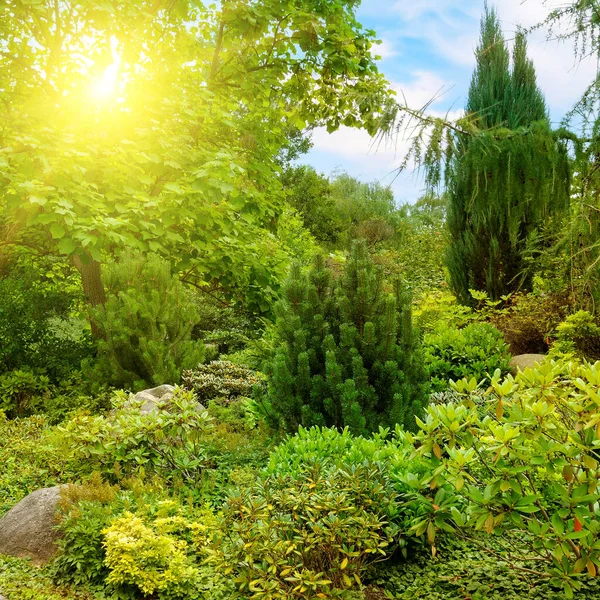 Hermoso Jardín Urbano Con Coníferas Sol Paisaje Primavera Brillante —  Fotos de Stock