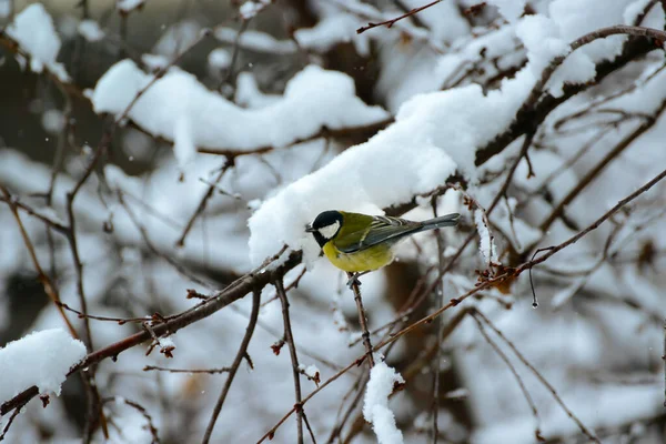 Titmouse Tree Branch Covered Snow — Stock Photo, Image
