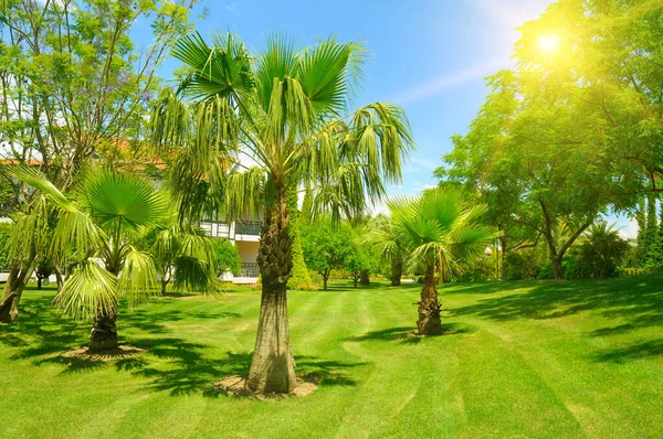 Yeşil çimlerin üzerinde palmiye ağacı ve güneş. Konsept - tatil ve seyahat.