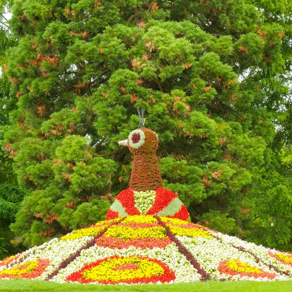 Macizo Flores Forma Pavo Real Parque Isla Mainau Alemania — Foto de Stock