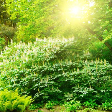 Bahçedeki ağaçlar ve çalılar. Yaz. Parlak güneşli bir gün.