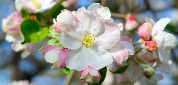 Mavi Gökyüzüne Karşı Bir Elma Ağacının Narin Çiçekleri Geniş Resim - Stok İmaj