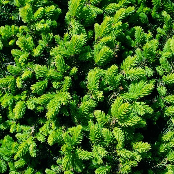 European Spruce New Needles Natural Coniferous Background Texture Selective Focus — Stock Photo, Image