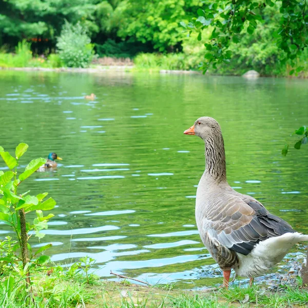 Gray Domestic Goose Stands Shore Lake — Stockfoto