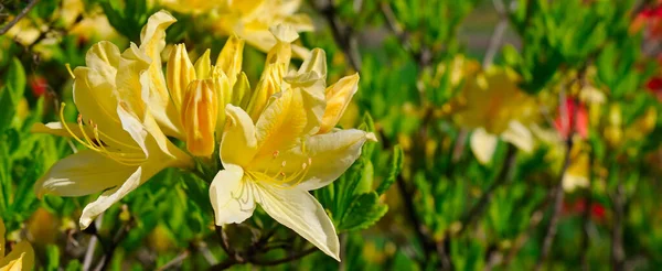 Yellow Blooming Rhododendron Summer Garden Wide Photo — Stock Photo, Image