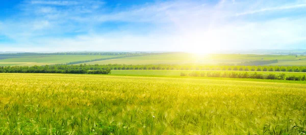 Campo Trigo Cielo Azul Con Sol Foto Amplia —  Fotos de Stock