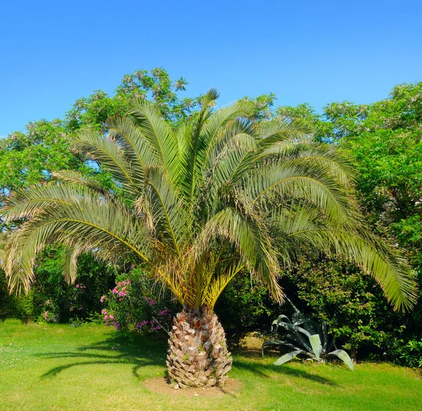 Palm Tree Green Grass Lawn Concept Vacation Travel — Stock Photo, Image