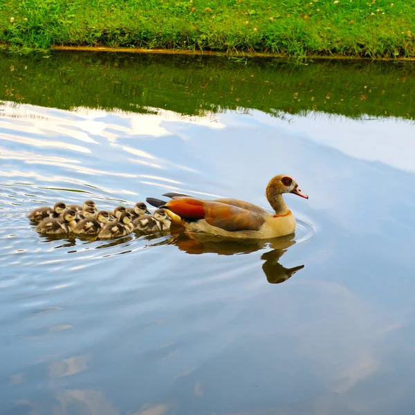 Goose Goslings Swimming River — Stock Photo, Image