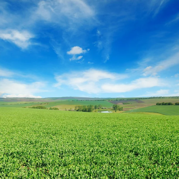 Green Pea Field Blue Sky Beautiful Landscape Hilly Plain — Stockfoto