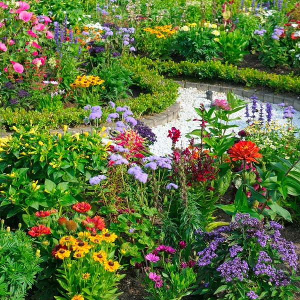 Lussuosa Aiuola Nel Giardino Estivo Della Città Luminoso Sfondo Floreale — Foto Stock