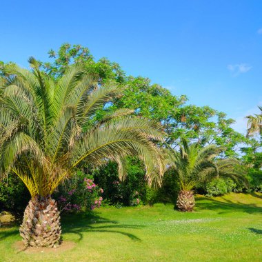 Yeşil çimlerin üzerinde palmiye ağacı ve güneş. Konsept - tatil ve seyahat.