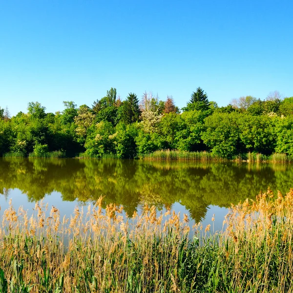 絵のように美しい湖 海岸沿いの森と前景の葦 夏の風景 — ストック写真