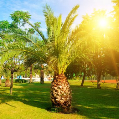 Yeşil çimlerin üzerinde palmiye ağacı ve güneş. Konsept - tatil ve seyahat.