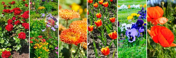 Panoramic Collage Photos Garden Flowers Skinali Wide Photo — Stock Photo, Image