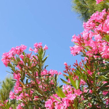 Çiçekler mavi gökyüzüne karşı.