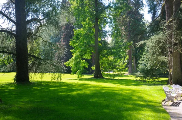 Kozalaklı Ağaçlar Yeşil Çimlerle Dolu Güzel Bir Yaz Parkı — Stok fotoğraf