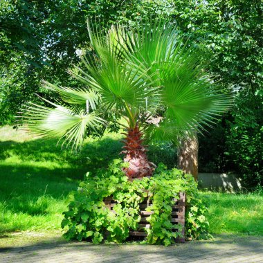 Tropikal palmiye ağacı, yaz bahçesinde bir ağaç fidanında..