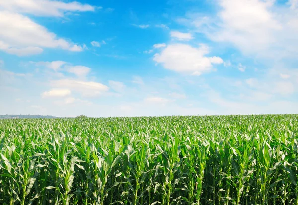 Maisfeld Und Blauer Himmel Mit Schönen Wolken — Stockfoto