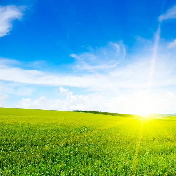 Wheat Field Blue Sky Sun — Stock Photo, Image