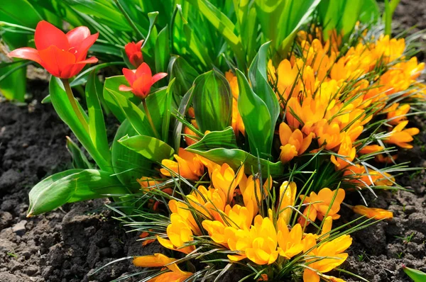 Flower Bed Bright Yellow Crocuses Red Tulips Spring — Stock Photo, Image