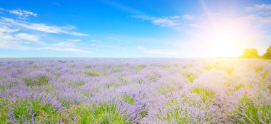 Lavender flower field and sunrise, image for natural background. Wide photo.
