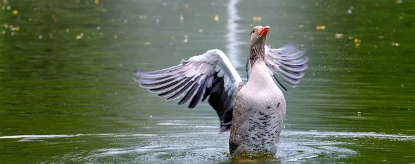 Gray Goose Spread Wings Splashing Lake Wide Photo — Stock fotografie