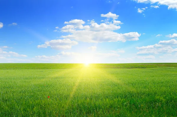 Campo Trigo Cielo Azul Con Sol Paisajes Rurales — Foto de Stock