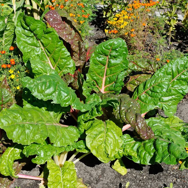 Barbabietole Rosse Nel Giardino Anteriore Tra Piante Fiore — Foto Stock