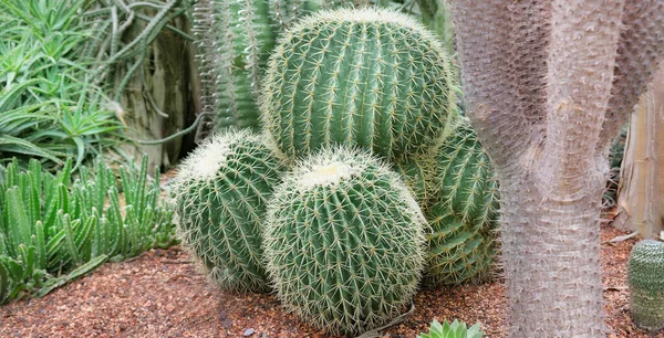 Various Cacti Glass Greenhouse Botanical Garden Wide Photo — стоковое фото