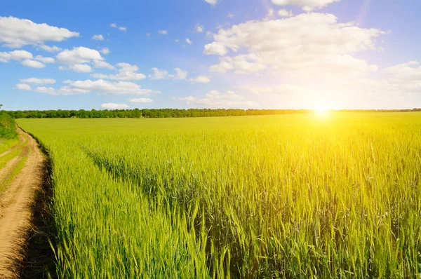 Green Wheat Field Bright Sunrise Horizon — Stock Photo, Image