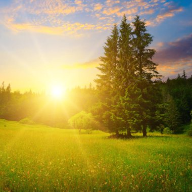 Güzel dağ manzarası. Kozalaklı ormanların üzerinde gün doğumu. Konsept - tatil ve seyahat.