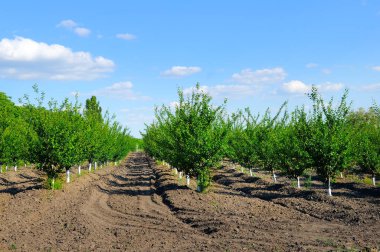 Genç bir kiraz bahçesi. Baharın güzel manzarası.