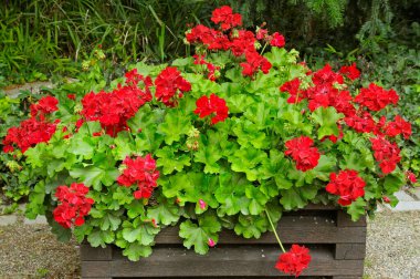 Şehir bahçesindeki saksılarda sardunya.