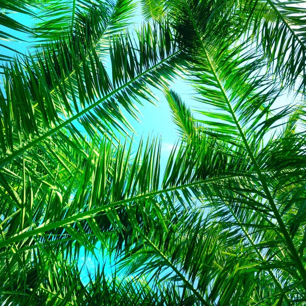 Palmera Verde Hojas Cocotero Sobre Fondo Azul Del Cielo — Foto de Stock