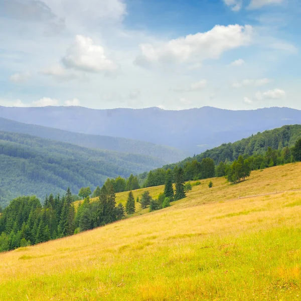 Carpathian Mountains Grassy Meadows Forested Hill Concept Vacation Travel Wide — Stock Photo, Image