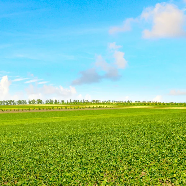 Открытое Соевое Поле Облачное Небо Сельскохозяйственный Пейзаж — стоковое фото
