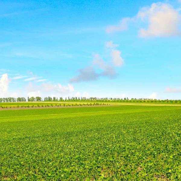 Open Sojaveld Bewolkte Lucht Landbouwlandschap — Stockfoto