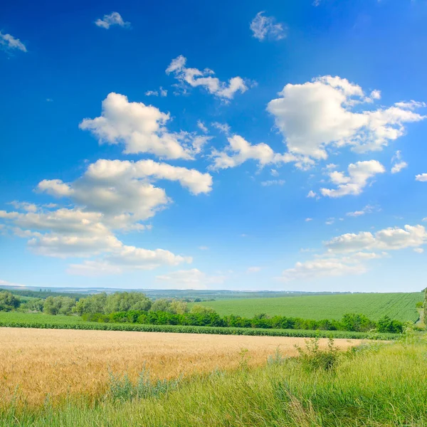 Tarweveld Blauwe Lucht Landbouwlandschap — Stockfoto