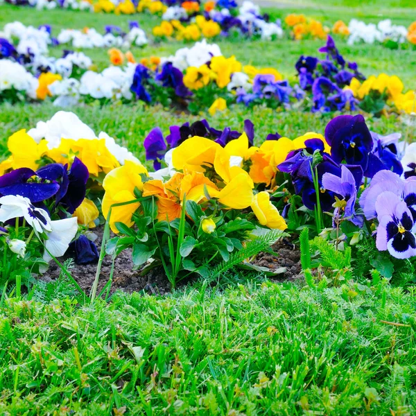 Flores Violetas Multicolores Fondo Flor Primavera Flores Heartsease Lecho Flores — Foto de Stock